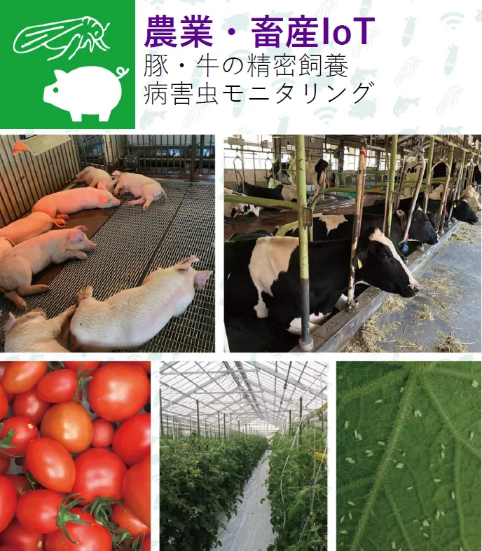 Agriculture and livestock IoT: measurements at pig and cattle farms, tomato greenhouses, and whiteflies on leaves.